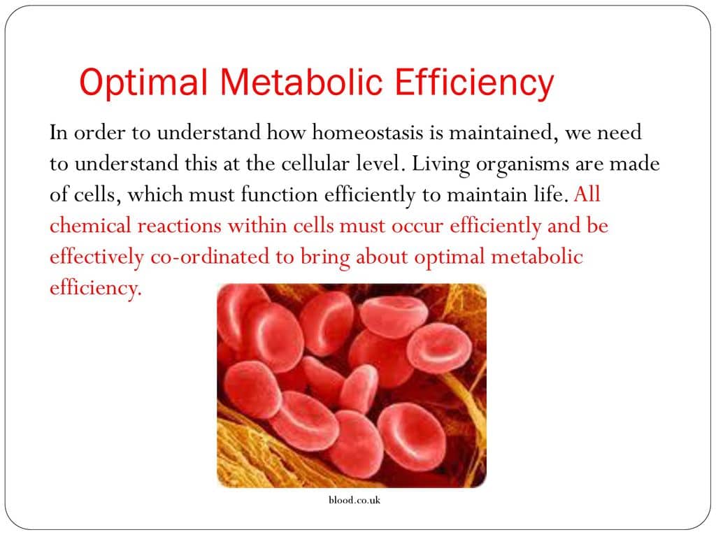 Optimal Metabolic Efficiency